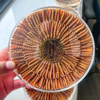 Fresh cordyceps 2025 first issue cordyceps genuine leadership high altitude gift authentic fresh cordyceps for the holidays 50 dried cordyceps presentation gift box cordyceps shipped by sf express