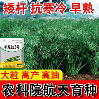 Rapeseed hybrid large-grained rapeseed, specially cultivated by the academy of agricultural sciences for oil extraction, with short stems, resistance to lodging and frost resistance, guaranteed hualongyou no. 3 rapeseed 500g, about 110,000 seeds + technology