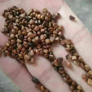 Gastrodia seeds 0th generation gastrodia 1st generation gastrodia seedlings gastrodia seeds four seasons planting ground potted gastrodia granular seeds 101 grains + rooting fertilizer