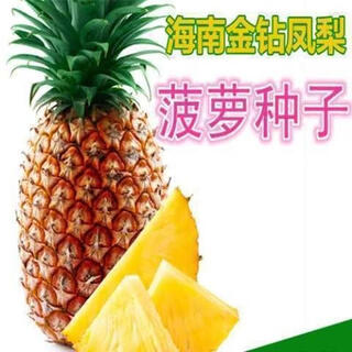 Fruit seeds, pineapple seedlings, hainan pineapple seeds, pineapple pineapple seedlings, jackfruit seeds, which can be planted in the north and south, 50 pineapple pineapple seeds