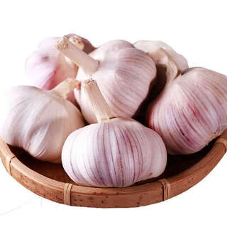 Special garlic seed 2025 new variety purple skin garlic seed garlic seedling seeds space garlic shandong high yield garlic seeds 50g garlic cloves four resistances and double highs keep seeds for three years