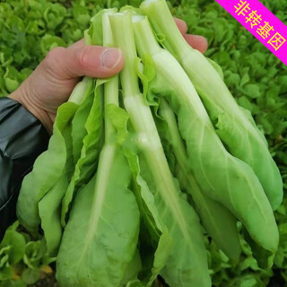 Xingduo agricultural technology service fee will give you 5 grams of old variety cabbage moss seeds, beet heart seeds, rapeseed heart seeds, old variety cabbage moss seeds (including germination)