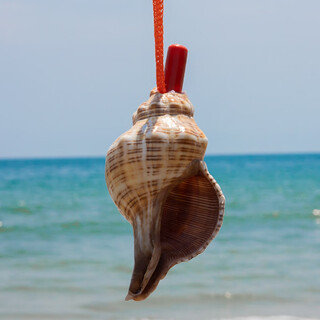 Laiyajuan conch whistle natural trumpet children's trumpet toy small conch horn creative gift large conch horn bare fist conch horn 13-14cm 1 piece