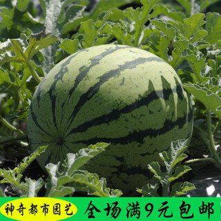Wei meng meidu red crisp hand southern zaojia 8424 watermelon seeds seedless seeds extra large watermelon seeds early ripening kirin melon original 160 capsules