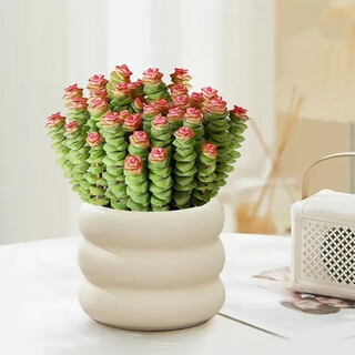 Xingxiang money string plant succulent potted flowers lucky money string large pot + donut ceramic pot straight from the source