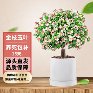 Shuzhimei golden branches y jade leaves las plantas verdes suculentas en macetas son fáciles de mantener. ramas doradas y hojas de jade + maceta cilíndrica mediana de cerámica blanca. directamente de la fuente.