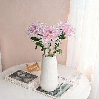 Gorgeous blooming fireworks chrysanthemum powder 3 sticks