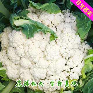 Xingduo agricultural technology service fee will give you old varieties of loose cauliflower, tight cauliflower seeds, white cauliflower, cauliflower seeds, non-converted loose cauliflower, 2 grams, about 500 seeds (packed with germination)