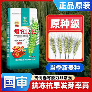 Силач, оригинальный сорт семян, семена пшеницы Табак Нонг 1212, настоящие, высокоурожайные, засухоустойчивые и морозостойкие семена озимой пшеницы, новый сорт семян озимой пшеницы, семена пшеницы высокой чистоты, одобренные обеими странами, 15 кг, оригинальный сорт семян