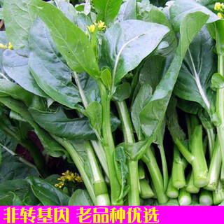 Xingduo agricultural technology service fee will give you old variety cabbage moss seeds, beet heart seeds, rapeseed heart seeds, old variety beet heart seeds 5 grams (packaged with germination)