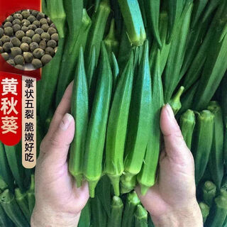 Okra seeds, fruit, red okra seeds, okra seedlings, sowing vegetables in spring and summer seasons, balcony courtyard, original pack of 50 okra seeds