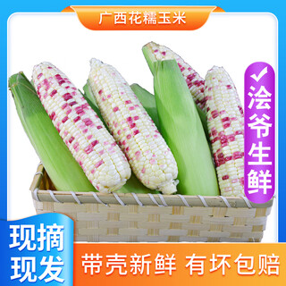 Huiye guangxi waxy corn 2025 freshly picked in season whole box of waxy corn bracts, tender cobs, vegetables and fruits slightly sweet flower waxy corn 5jin jin is equal to 0.5kg net weight