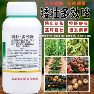 30% dwarf paclobutrazole dwarf plant fruit tree growth control agent wheat and rice growth control agent 500g * 3 bottles