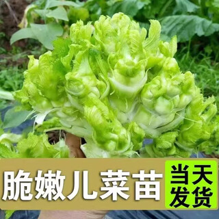 儿菜秧苗四川儿菜苗娃娃菜抱子芥菜早熟高产秋冬四季蔬菜盆栽庭院 儿菜苗苗100棵
