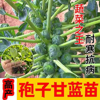 Spore cabbage seedlings, beef heart and collard brussel sprouts, purple cabbage seeds, cabbage seedlings, cabbage seedlings, tropical soil resistant, 6 spore cabbage seedlings