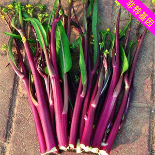 Xingduo agricultural technology service fee will give you old varieties of red cabbage moss seeds, red cabbage heart seeds, balcony garden vegetables, old varieties of red cabbage moss, 5 grams, about 2,000 capsules (package package)