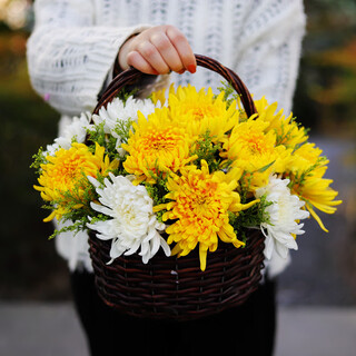 Leaf flowers qingming festival yellow and white chrysanthemum bouquet hand-held flower basket for sweeping tombs and paying homage to ancestors flower express beijing city delivery 19 mixed-color chrysanthemum hand-held basket