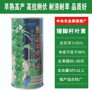 Linpan huazhi heiba seeds for courtyard planting, early maturing, high yield, high oil content, high field seeds, dwarf stem leaf yellow 150g barrel dwarf white sesame seeds