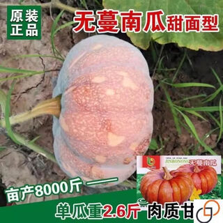 Vineless pumpkin seeds, sweet pumpkin, chestnut flavor powder, waxy and sweet chestnut pumpkin seeds, high yield and disease resistance, original two packs, about 40 pieces +, vineless pumpkin seeds