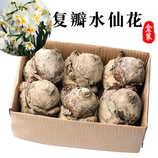 Xinyi full box double-petal narcissus bulb hydroponic plant zhangzhou double-petal flower seed hydroponic flower jade exquisite 6 double-petaled, multi-flower varieties easy to maintain 18-20cm bulb circumference