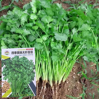 Coriander seeds, delicious large-leaf coriander seeds for all seasons, old varieties of balcony vegetables, farm small leaf vegetable seeds, delicious large-leaf coriander seeds for all seasons, 1 pack, about 1,000 grains