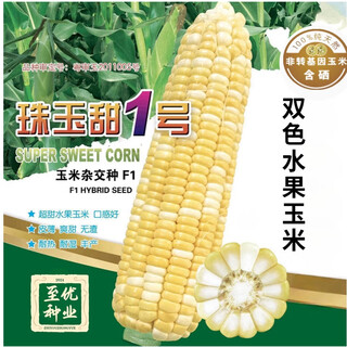 Super sweet golden and silver chestnut corn seeds two-color high-yield extra-large four-season corn fruit corn seeds zhuyutian no. 1 gold and silver fruit corn about 100 grains