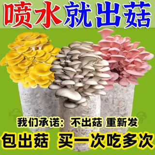 Cultivo familiar en interiores de hongos nuevos, bolsas de hongos, bolsas para plantar hongos ostra de desove fresco, bolsas de hongos comestibles para cultivar en todas las estaciones, 6 bolsas de hongos ostra grises, rociar agua salvajemente, llenas de micelio, regadera para más de 3 bolsas