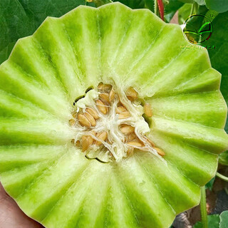 Nongzhizi new jade mushroom melon seeds white yugu cantaloupe honeydew watermelon fruit honeydew ice cream new jade mushroom melon seeds 30 capsules 2/no residue