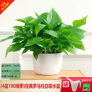 Green intentional pothos potted plants formaldehyde removal indoor flower plants pothos wholesale office new house decoration purifies the air 180 white roman column pothos 4 pots + 1 pot + 10 fertilizer delivered with pots and soil