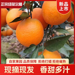 纽荷尔脐橙甜新鲜正宗鲜橙橙子酸甜当季多汁应季水果榨汁整箱 纽荷尔脐橙9斤125g+