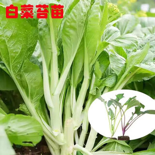 New products in autumn, cabbage moss seedlings, sugar beet, early maturing and cold-resistant seeds, vegetable seedlings, balcony, courtyard and field, cabbage moss, buy 15, get 15 free, receive 30 pieces