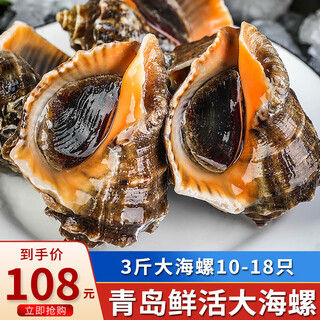 Haihongying fresh qingdao conch fresh 1500g fresh seafood and shellfish large specifications total 13-18 pieces 1500g