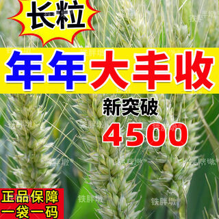 Qualité des semences originales, semences super originales de première génération, blé, super blé, variétés nouvelles et excellentes, agriculteurs, blé approuvé au niveau national, conservation des semences, semences sûres, tiges moyennes, courtes et grands épis, emballage sélectionné, 30jin, jin est égal à 0,5 kg, taux de germination élevé, rendement élevé
