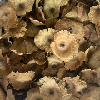 正品江西修水青钱柳茶花朵种子野生金钱柳清钱柳中草药材养生茶叶 500年野生青钱柳花朵种子500克 正宗修水野生青钱柳花朵种子