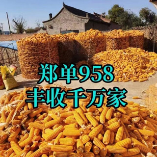 Variétés zhengdan 958 à haut rendement, à rendement stable, résistantes à la sécheresse et à l'engorgement, à la verse, aux ravageurs et aux maladies du dr wangyuan xingguo. zhengdan 958-jin jin est égal à 0,5 kg