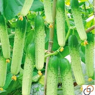 Hybrid sweet crispy king cucumber seeds old variety high yield dry cucumber seeds season spring and summer fruit and vegetable seeds hybrid sweet crispy king original 1 pack (about 50 pieces)