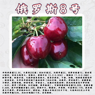 Qiuying cherry large cherry grafted branches meizaoshawang russian no. 8 scion rocket red cherry ear buds russian no. 8 cherry 5 branches 40cm (inclusive)-50cm (inclusive)