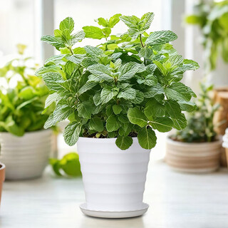 琅阙薄荷盆栽可食用绿植花卉盆栽室内驱蚊植物办公室桌面摆件源头直发