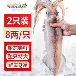 Yunchu life big squid whole extra large fresh fresh frozen raw squid teppanyaki bbq hot pot ingredients net weight 8 liang/piece*2