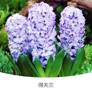 Zuojia garden imported hyacinth seed bulbs in stock water-cultured soil culture potted seeds office easy to grow four-season flowers devlan 1 ball circumference 16-17cm
