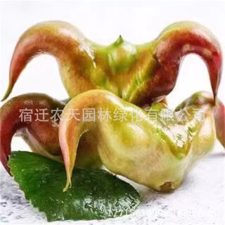 Water chestnut seedlings, aquatic plant seeds for field planting, small pond water chestnut seedlings, green water chestnut seeds with buds, red water chestnut seedlings, 10 capsules