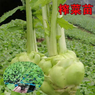 儿菜秧苗四川儿菜苗娃娃菜抱子芥菜早熟高产秋冬四季蔬菜盆栽庭院 榨菜苗20棵