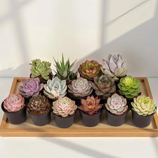 Super easy to raise, 3 pots of random varieties of succulents