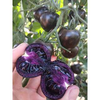 Real black tomato seeds waterfall small tomato tomato seeds balcony dwarf potted vegetable seedlings real black tomatoes 5 pieces black emperor
