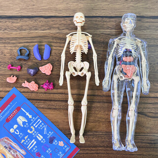 蒲恋人体器官模型初中生物结构骨骼3d医学可拆卸解剖拼装儿童玩具礼物 人体系列【全透明款】 28cm*10cm