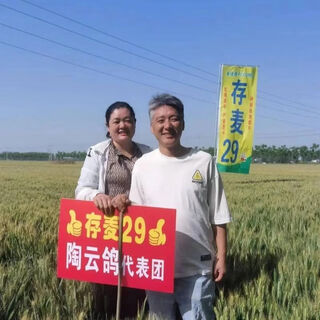 Семена пшеницы guoxin cunmai №29 полуозимые, низкостебельные, высокоурожайные, стабильные, устойчивы к болезням и полеганию. Семена пшеницы для использования в полевых условиях необходимы три-пять Цзинь Цзинь, равные 0,5 кг, десять Цзинь Цзинь, равные 0,5 кг, восемь Цзинь Цзинь, равные 0,5 кг. cunmai 29 обратитесь в службу поддержки клиентов