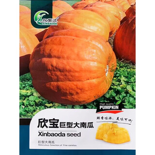 Xinbao giant pumpkin seeds are sweet, thick-fleshed, large-fruited, high-yielding, disease-resistant, storage-resistant and transportable. farmers’ spring sowing selection giant pumpkins 50 capsules