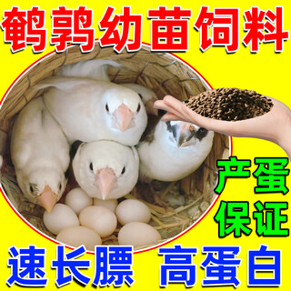 Quail brooding food, large chicken ostrich nutrition premix, starter feed, anti-soft shell, high-yielding egg, fat bird food 500g 1 bag, brooding food