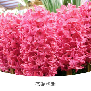 Zuojia garden imported hyacinth seed bulbs in stock water-cultured soil culture potted seeds office easy to grow four-season flowers jenny bowes 1 ball circumference 16-17cm