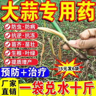 Желтые листья чеснока, специальные семена чеснока, лекарство от сухих кончиков, желтые листья, профилактика и борьба с сухостью листьев, корневой гнилью, фиолетовыми пятнами, корневой гнилью, мягкой гнилью, удобрением от пятен ржавчины 25 г/упаковка*1 упаковка